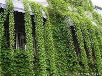 爬墙植物哪些最好养 养爬墙植物注意事项