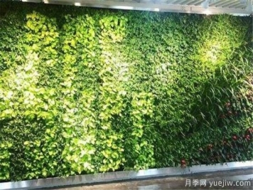 立体绿化和垂直绿化区别 立体绿化的作用有哪些