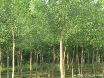 国槐经常施肥好不好 国槐施肥误区详解