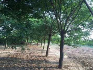 国槐常见钻蛀性害虫及防治办法