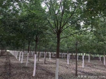 10公分国槐一级苗和二级苗需要达到的条件