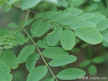 国槐的树叶和果实的功效价值