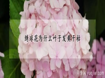 绣球花为什么叶子发黄干枯