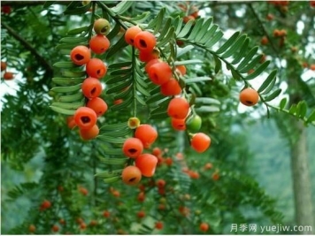 红豆杉病虫害的防治方法，茎腐病和白绢病是罪魁祸首