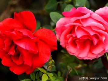 月季适合送给什么人，盘点送五个最适宜人