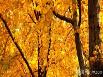 适合庭院种植的树