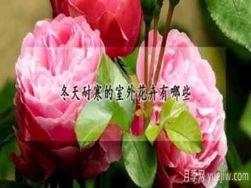 冬天耐寒的室外花卉有哪些