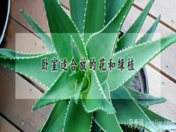 卧室适合放的花和绿植
