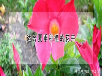 适合夏季种植的花卉