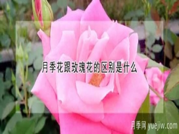 月季花跟玫瑰花的区别是什么