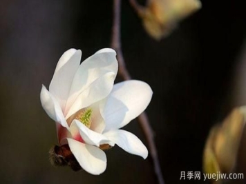 玉兰花是什么季节开的