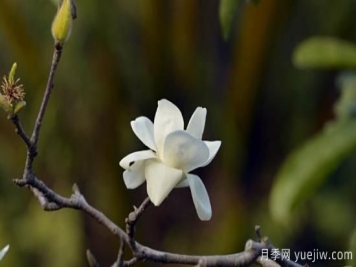 白玉兰花长什么样子