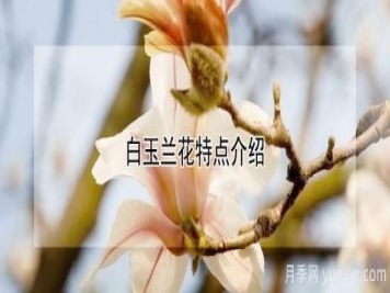 白玉兰花特点介绍
