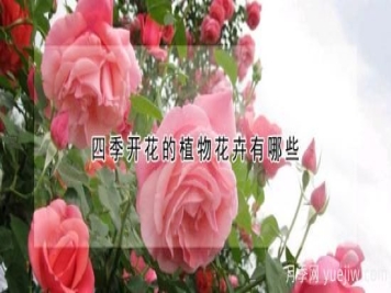 四季开花的植物花卉有哪些