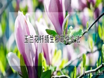 玉兰花扦插生根最快方法