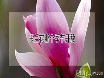 玉兰花哪个季节开放