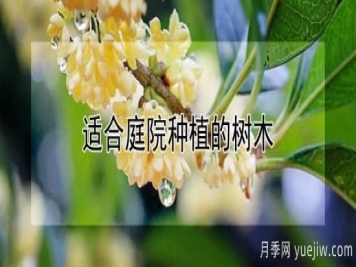 适合庭院种植的树木
