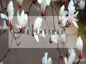 新栽玉兰树多久能成活