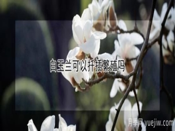 白玉兰可以扦插繁殖吗