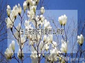 玉兰花的花苞是什么样的
