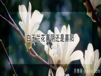 白玉兰花喜阴还是喜阳