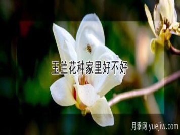 玉兰花种家里好不好