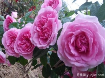 月季花有几种颜色，月季花品种图片大全