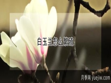 白玉兰怎么繁殖