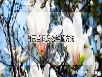 白玉兰花怎么种植方法