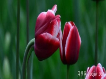 郁金香和玉兰花的区别