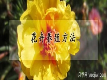 花卉养殖方法