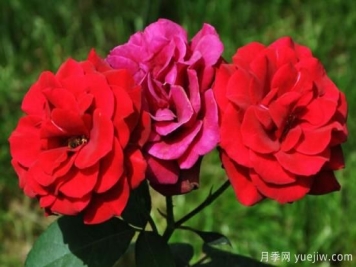 月季花花语大全，不同颜色的月季有着不同的寓意