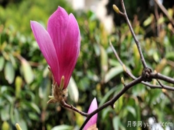 紫玉兰长什么样子