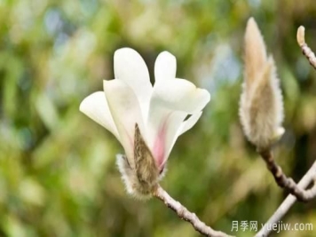 白玉兰花的养殖方法和注意事项 盆栽