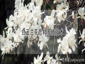 白玉兰花怎样养殖技术