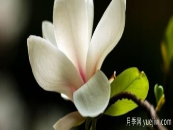 玉兰树叶子发黄枯萎