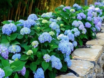 绣球品种大全 绣球花有哪些品种