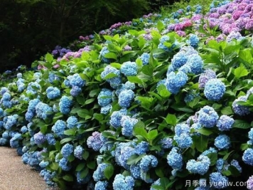 绣球花有哪些品种，绣球花品种图片大全