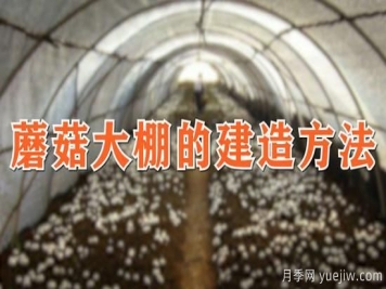蘑菇大棚的建造方法