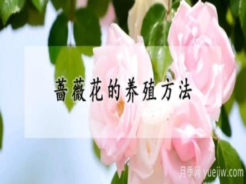 蔷薇花的养殖方法