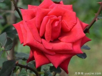 玫瑰花八大品种颜色