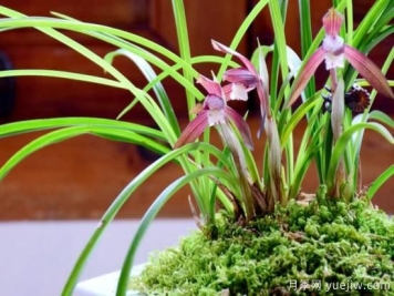 兰花发芽的生长因素，要严格把控4个方面