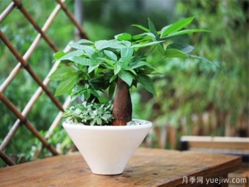 发财树几天浇一次水，浇水方法