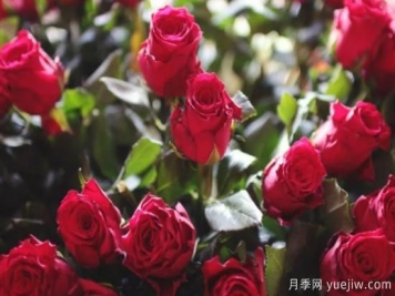 批发玫瑰花多少钱一朵？批发价格2元/朵