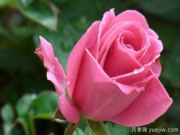 玫瑰花的品种有哪些