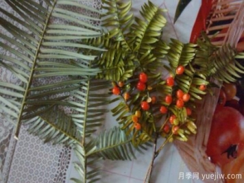 红豆杉移栽方法和移栽注意事项