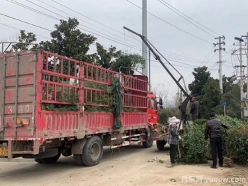 雪松树苗一年长多少公分？