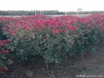 红叶石楠适应有机化肥吗？