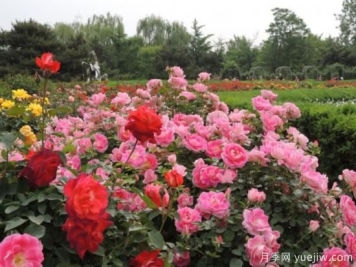 适合园艺新人的4款盆栽月季，花美花期长