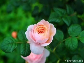 瑞典女王莫奈，懒人养月季花为什么要选它们